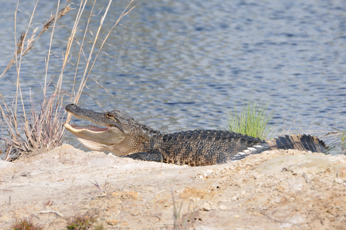 Okefenokee Swamp, Georgia - Alligator